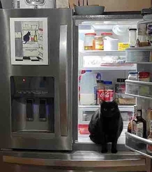 Rey sitting the fridge next to a picture of a black cat sitting in the fridge on the front of the fridge